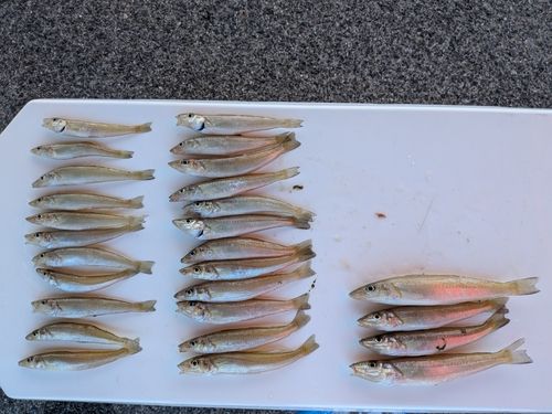 キスの釣果
