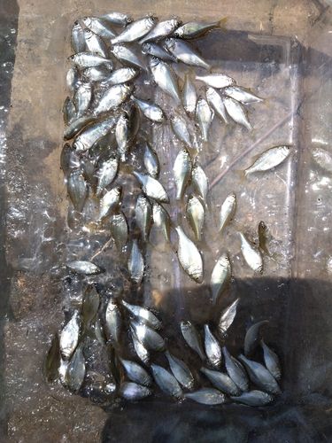 カネヒラの釣果