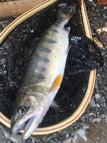 アマゴの釣果