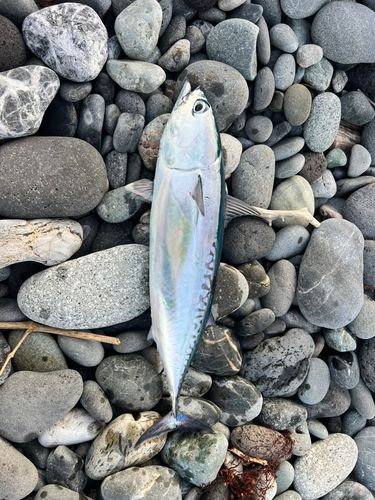 マルソウダの釣果