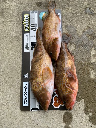キジハタの釣果
