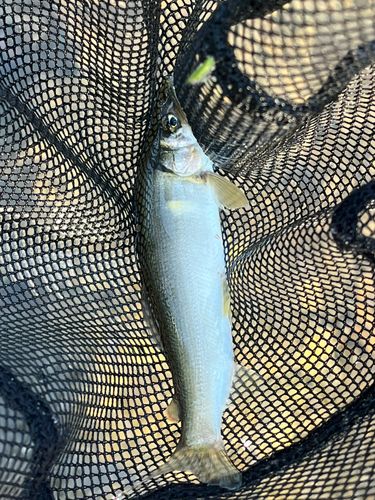 アユの釣果