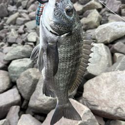 クロダイ