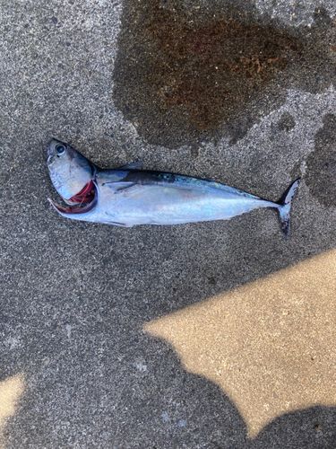 マルソウダの釣果