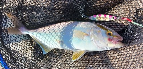 ネリゴの釣果
