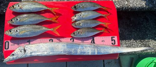 アジの釣果