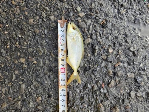 ショゴの釣果
