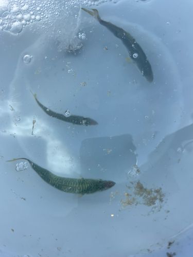 サバの釣果