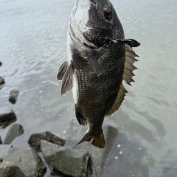 クロダイ