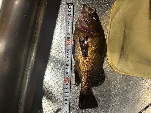 メバルの釣果