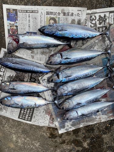 ソウダガツオの釣果