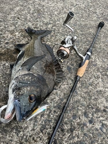 クロダイの釣果