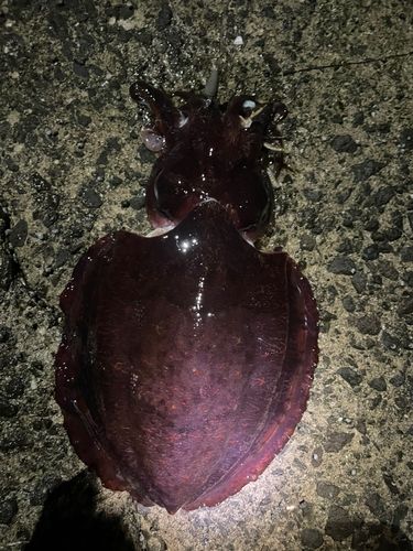 コウイカの釣果