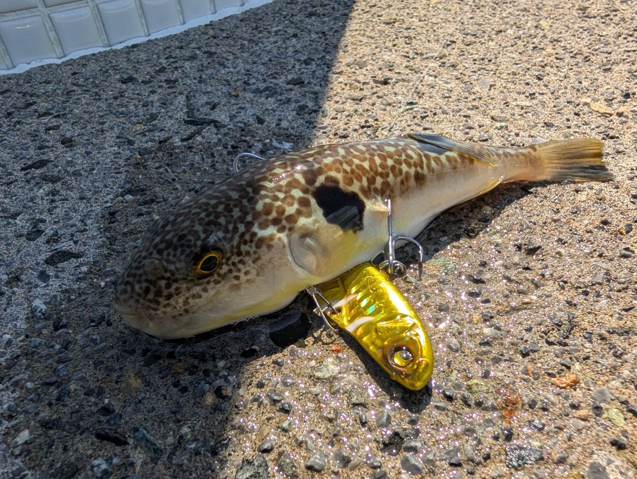 クサフグ
