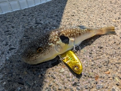 クサフグの釣果