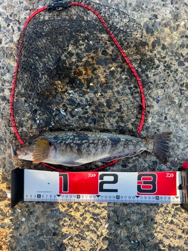 アイナメの釣果