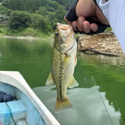 ブラックバス