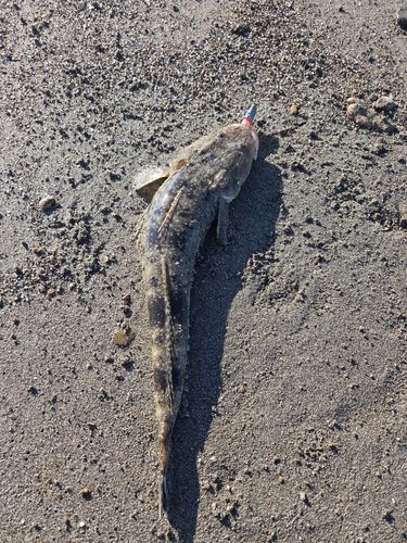 コチの釣果