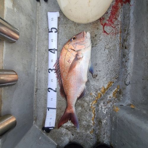 タイの釣果
