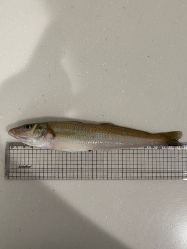 キスの釣果