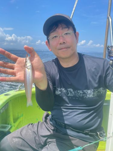 シロギスの釣果