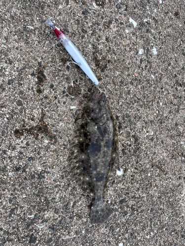 ソゲの釣果