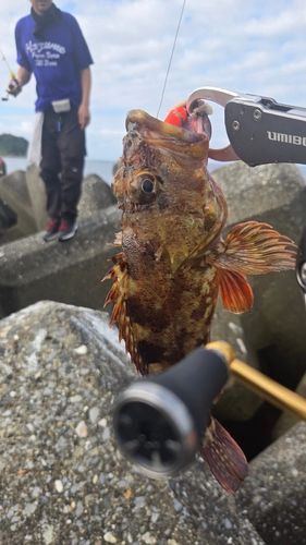 カサゴの釣果