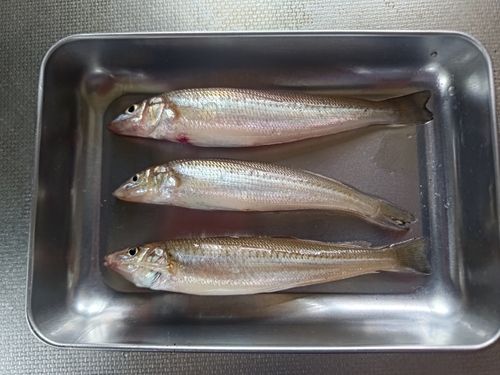 シロギスの釣果