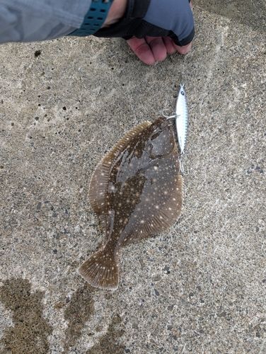 ヒラメの釣果