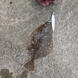 ヒラメ