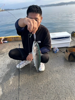 ソウダガツオの釣果