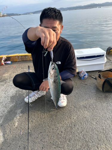 ソウダガツオの釣果