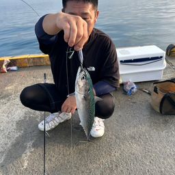 ソウダガツオ