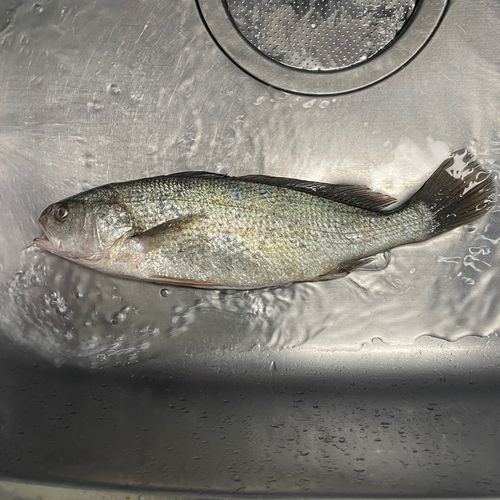イシモチの釣果