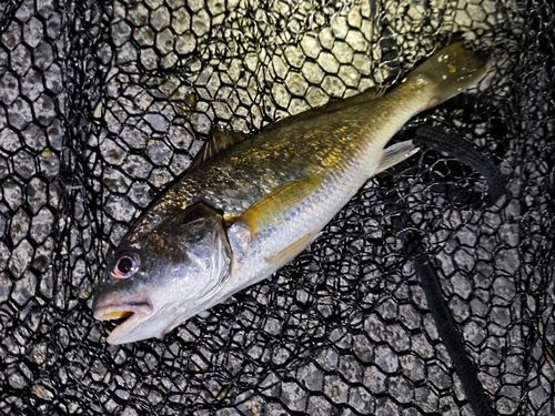 イシモチの釣果