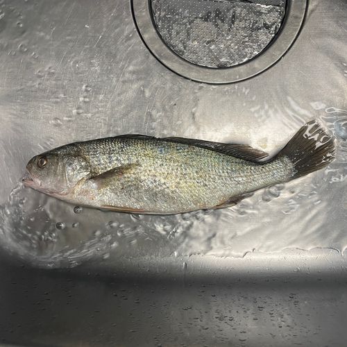 イシモチの釣果