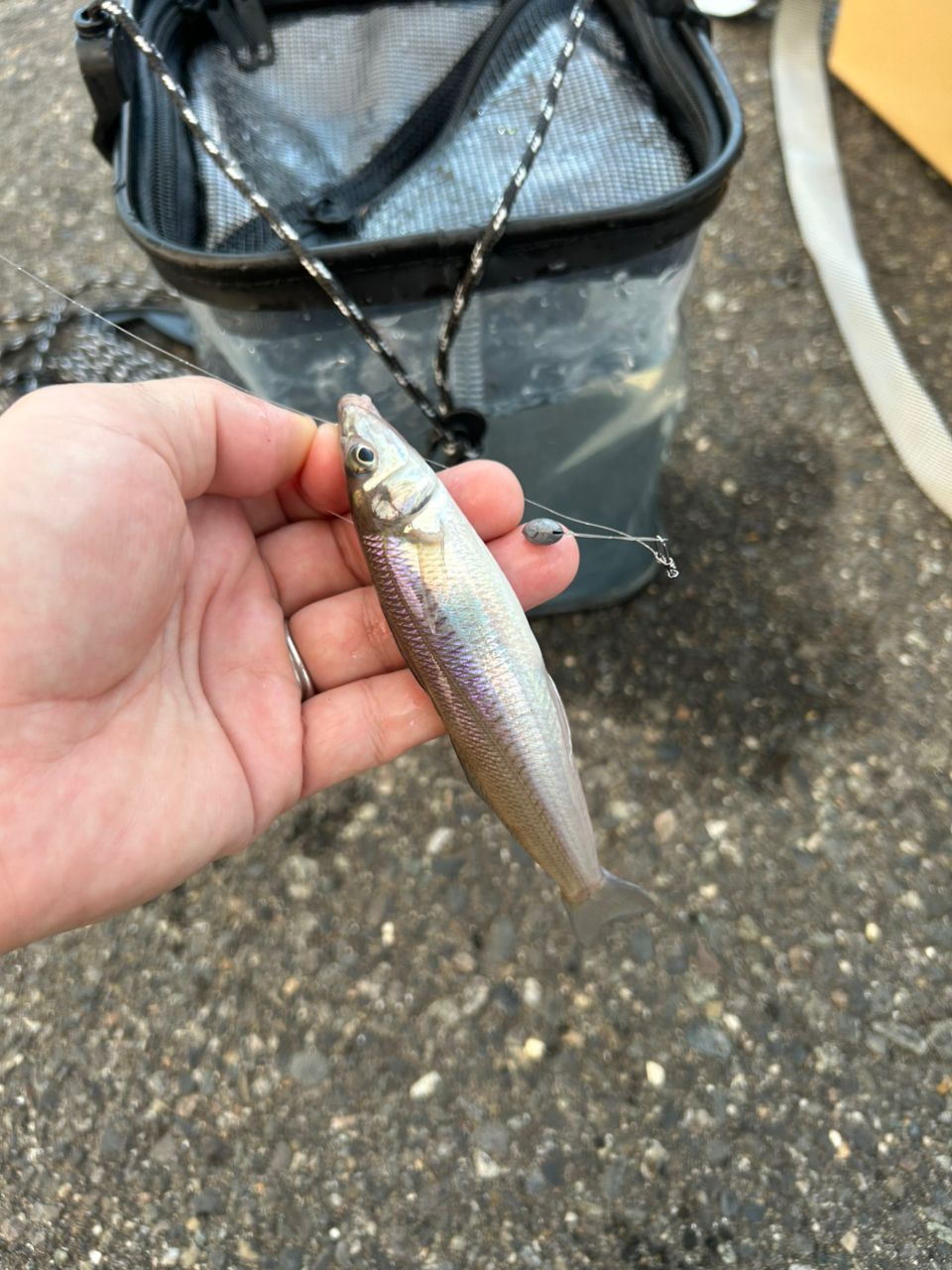 SHIMANO 23ソアレ BB アジング S610L-Sの最安値・インプレ・釣果