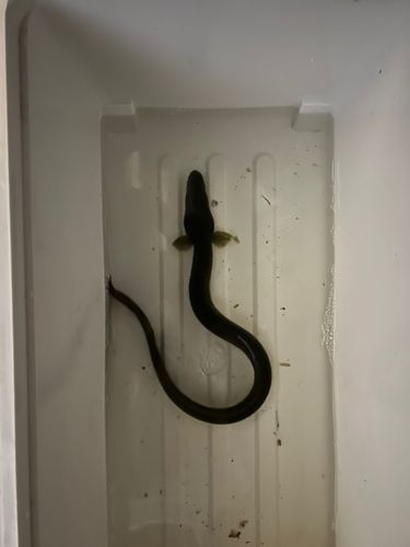 ウナギの釣果
