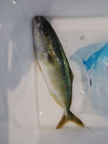 ヤズの釣果