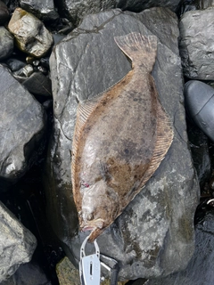 ヒラメの釣果
