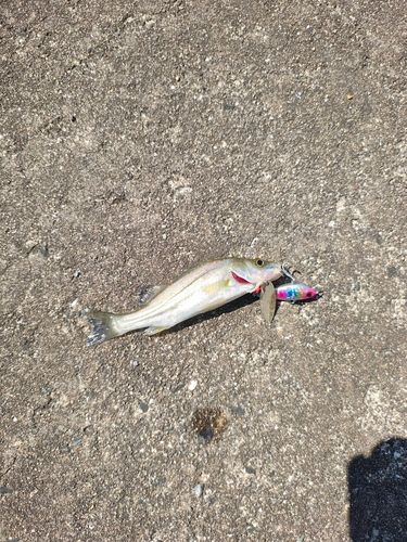 セイゴ（マルスズキ）の釣果