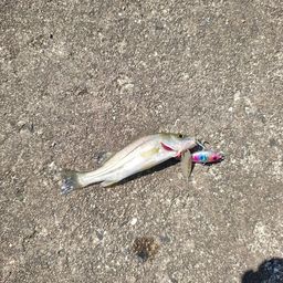 セイゴ（マルスズキ）