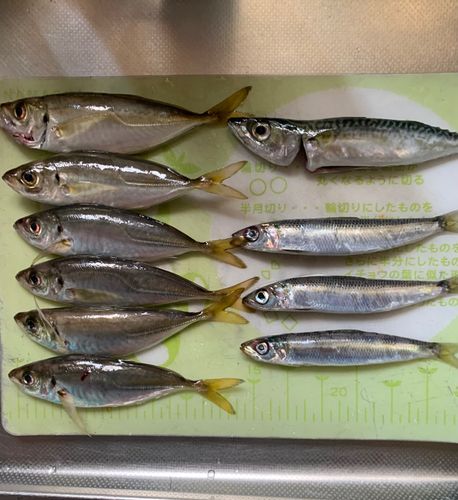 アジの釣果