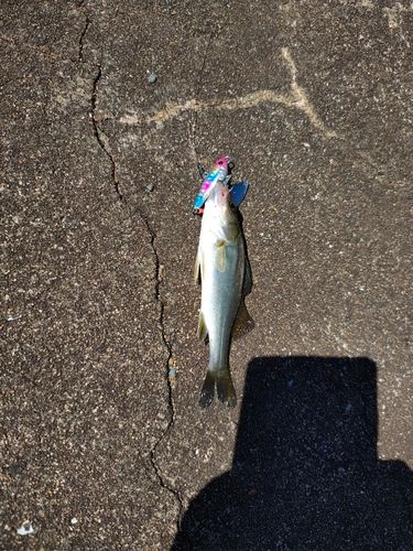 セイゴ（マルスズキ）の釣果