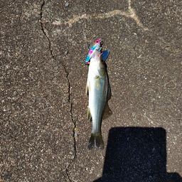 セイゴ（マルスズキ）