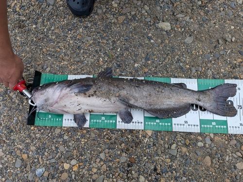 アメリカナマズ