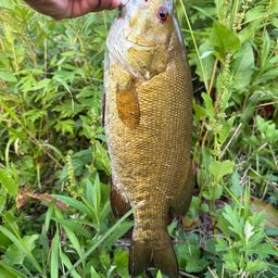 ラージマウスバス