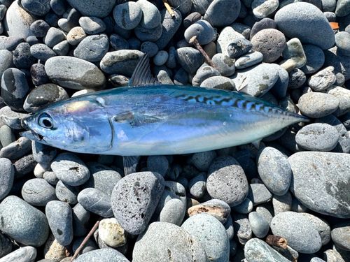 ソウダガツオの釣果
