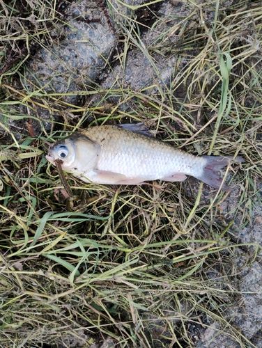 フナの釣果