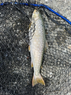 アメマスの釣果
